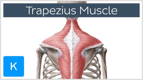 Trapezius Muscle - Origin, Insertion, Actions - Human Anatomy | Kenhub - YouTube