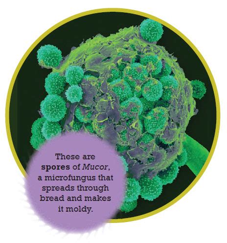 Under the Microscope In Your Food: Bread and Microfungi