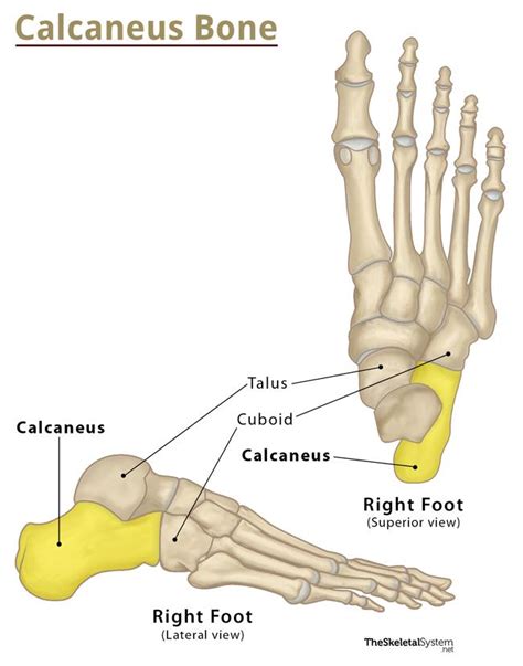 Calcaneus (Heel Bone) - Definition, Location, Anatomy, & Diagram