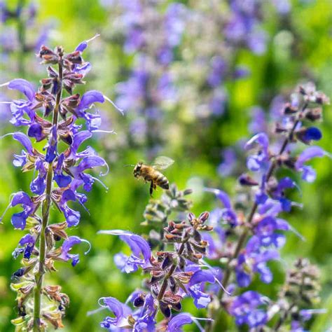 Clary Sage Seeds | Terroir Seeds