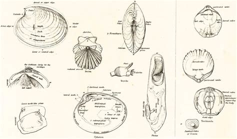 ~ W a y m a r k s ~: Bivalve Mollusc Fossils