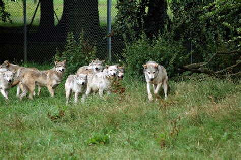 Wolf Pack | These are the European grey wolves, out and abou… | Neil McIntosh | Flickr