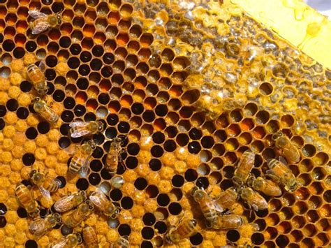 On the topography of honeycomb... - Milkwood: permaculture courses, skills + stories