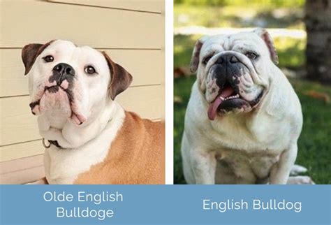 Are Olde English Bulldogs Part Of The Pitbull Family