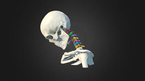 p05 Neck Animation by Anatomy Next - 3D model | Animation, 3d model, Anatomy