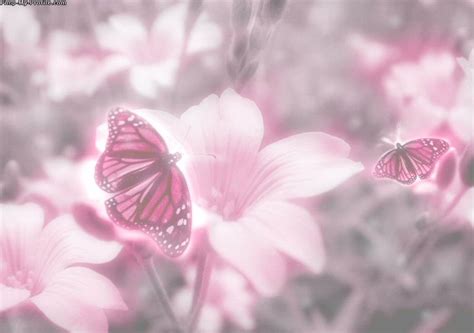 🔥 Download Pink Background Profile Background by @matthewroy | Pink Butterfly Wallpapers Images ...