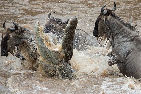 A crocodile attacks wildebeest (gnu) during a river crossing, Masai ...