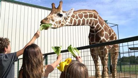 The Best Drive Thru Safaris in Texas