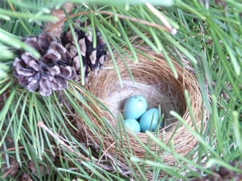 three blue eggs in a bird's nest with pine cones