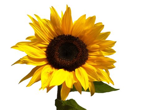 Sunflower Isolated On White Free Stock Photo - Public Domain Pictures