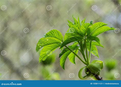 California Buckeye Tree Growing New Leaves, California Stock Image ...