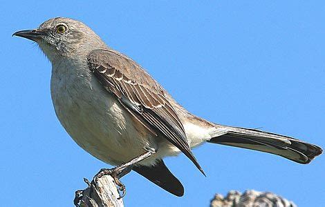 Northern Mockingbird Habitat: Backyards, pastures, orchards, farm ...