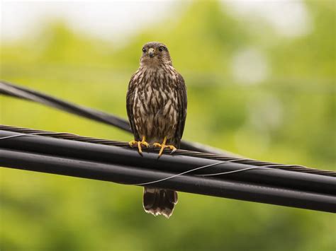 Why Do Birds Sit On Power Lines? (Everything Explained) | Birdfact