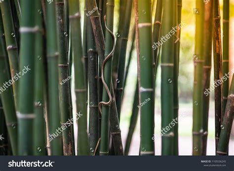 2,616 Bamboo snake Images, Stock Photos & Vectors | Shutterstock