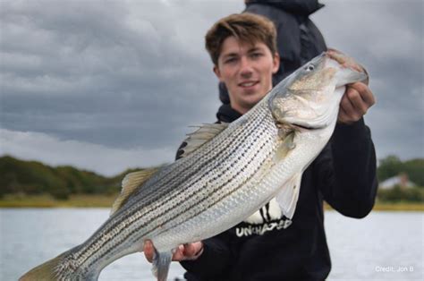 Fall striper migration and numbers