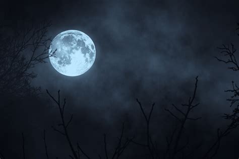 Premium Photo | Dark night forest against full moon 3d illustration