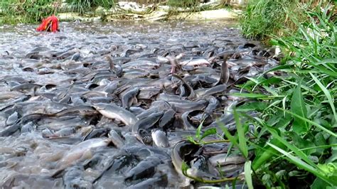 Unbelievable Lots of Indian Hybrid Magur Fish || Fish Farming Business in Rural Pond - YouTube