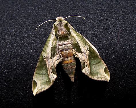 Pandora sphinx moth - Eumorpha pandorus - BugGuide.Net