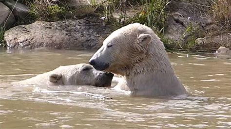 Polar Bears - Yorkshire Wildlife Park - YouTube