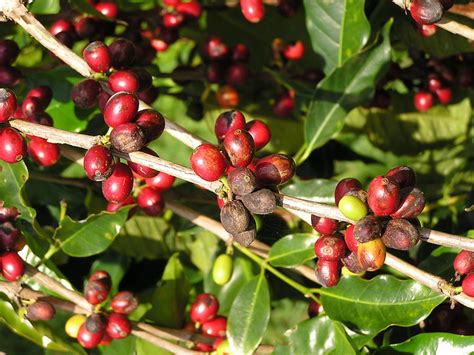 Coffee | Diseases and Pests, Description, Uses, Propagation