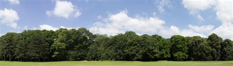 Premium Photo | Very high definition treeline with a colorful blue sky