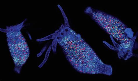 The cells of regeneration | Science