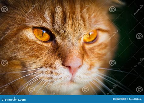 Close-up of a Face of an Orange Tabby Cat Stock Photo - Image of golden ...