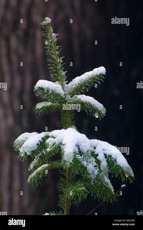 Forest in winter at Gold Lake sno-park, Willamette National Forest ...