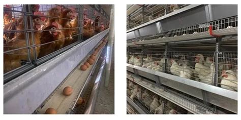 The Benefits of Battery Cages for Poultry Farming in Zimbabwe - Battery Chicken Cages for Sale