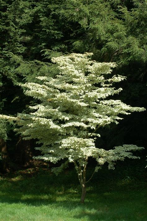 dogwood Cornus kousa 'Wolf Eyes' 7 gal