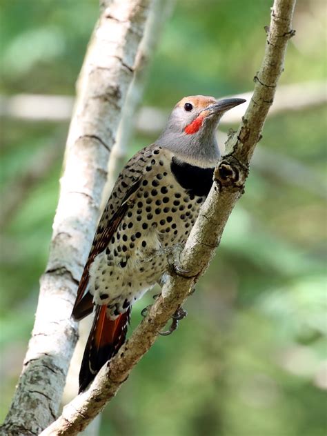 Antshrike's Bird Blog: Northern Flicker at South Padre Island, 10/27/16