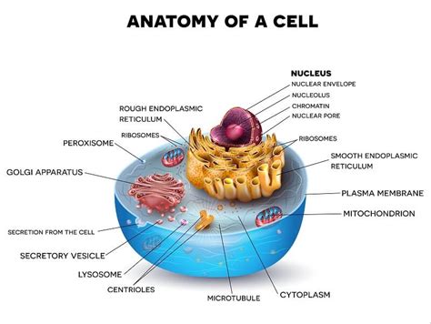 Eukaryotic Cell Structure And Function