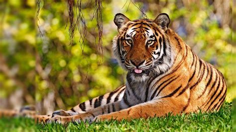 Tiger HD Desktop Wallpapers - Top Free Tiger HD Desktop Backgrounds - WallpaperAccess