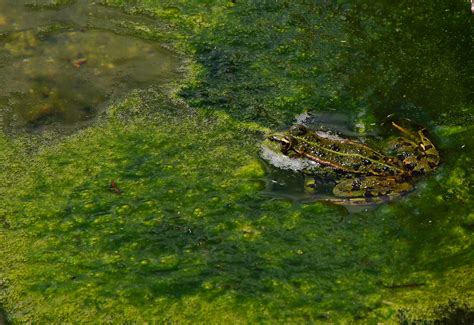 Free Images : nature, swamp, pond, wildlife, stream, green, jungle, macro, reptile, terrain ...