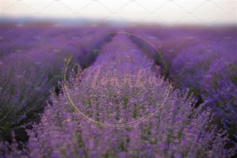 Lavender Fields. Rows Of Lavender | Nature Stock Photos ~ Creative Market