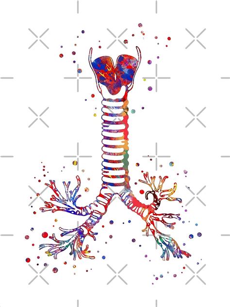 "Windpipe, windpipe anatomy" by Rosaliartbook | Redbubble