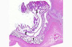 36 Cellular tissue examples ideas | cellular, placenta, tissue