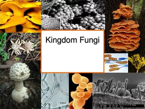 PPT - Kingdom Fungi PowerPoint Presentation, free download - ID:5417590