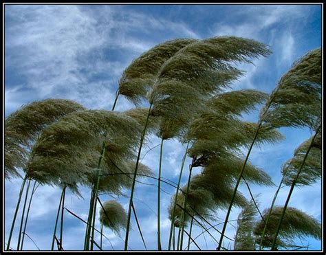 Web of Science: Why does the wind blow?