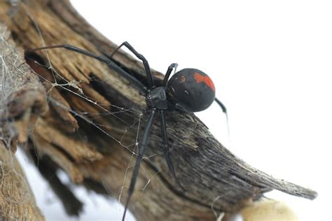 Redback Spider - Spider Facts and Information