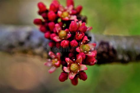 Spondias Purpurea Flowers on the Branch Stock Image - Image of backyard ...