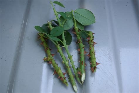 Garden Rambles: Propagating Roses