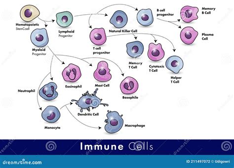 Cells of the Immune System. List of Immune Cells- Dendritic, Mast ...