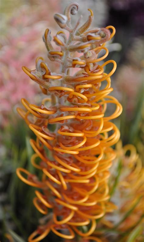 A Passion for Flowers: 5 Reasons to Love Grevillea Flowers