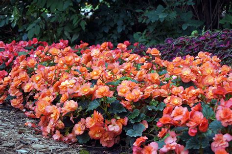 Begonia | UMN Extension