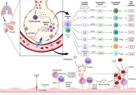 Frontiers | Blood filtering system for COVID-19 management: novel ...