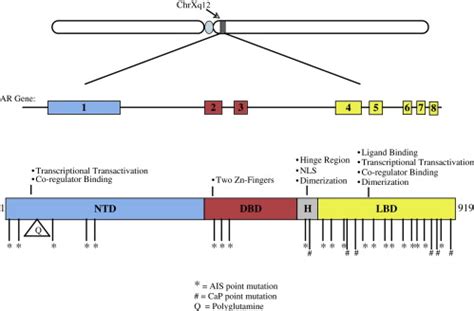 Androgen Receptor Function in Motor Neuron Survival and Degeneration ...