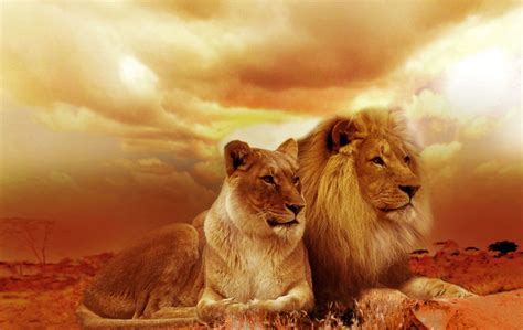 Lion Family Wallpapers - 4k, HD Lion Family Backgrounds on WallpaperBat