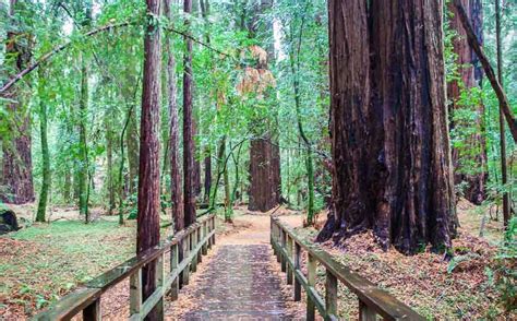 Why You'll Want to Visit Hendy Woods State Park - Hike Bike Travel