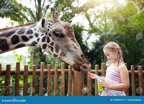 Kids Feed Giraffe at Zoo. Children at Safari Park Stock Image - Image ...